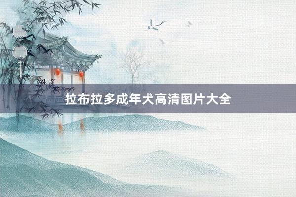 拉布拉多成年犬高清图片大全